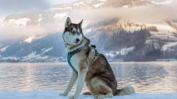 Siberian Husky